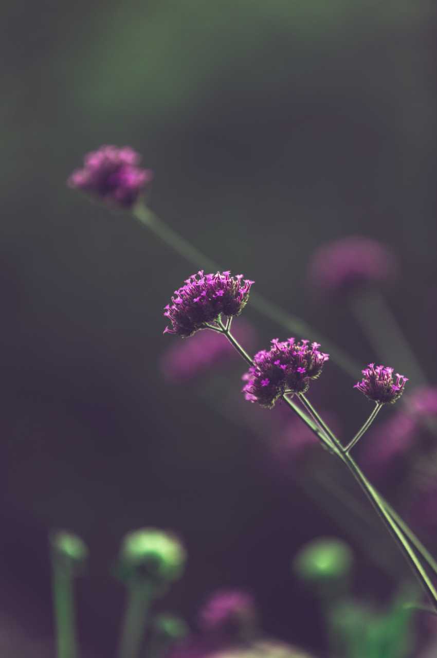 Purple Wildflowers | Suzanne Polino REALTOR