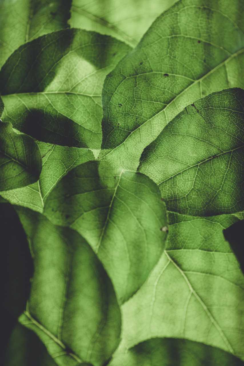 Translucent Green Leaves | Suzanne Polino REALTOR