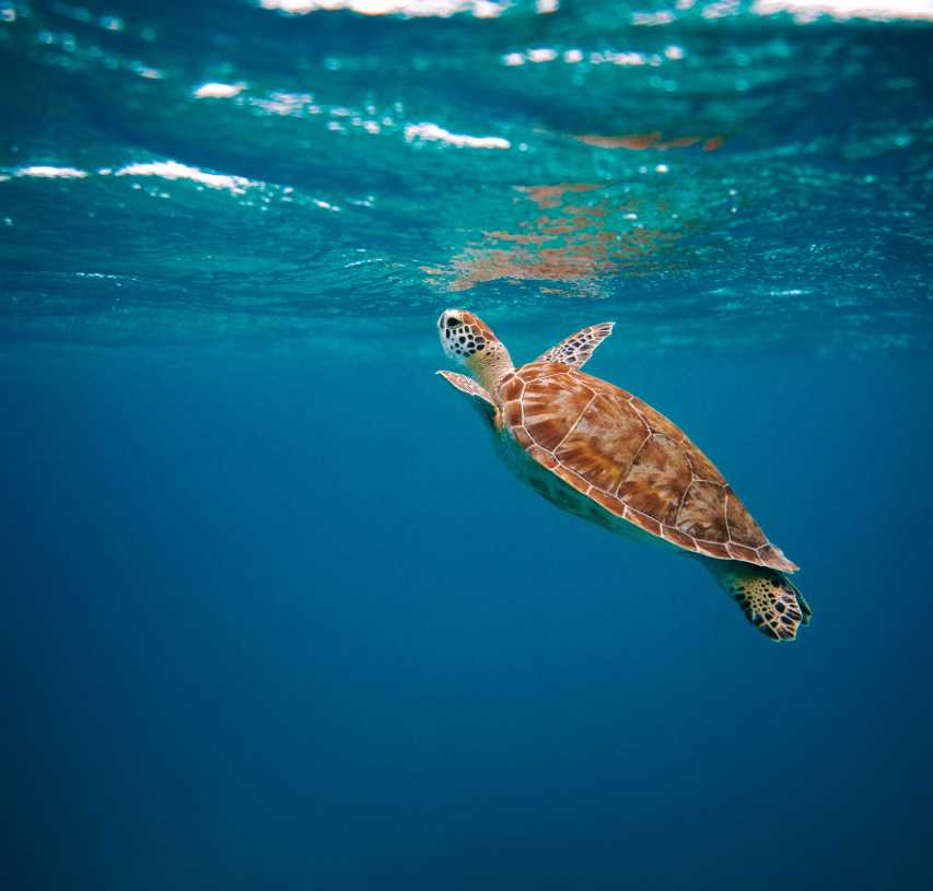 Loggerhead Sea Turtle | Suzanne Polino REALTOR